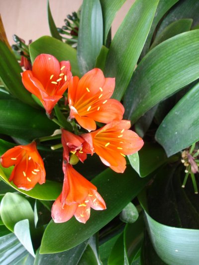 flor 4.jpg